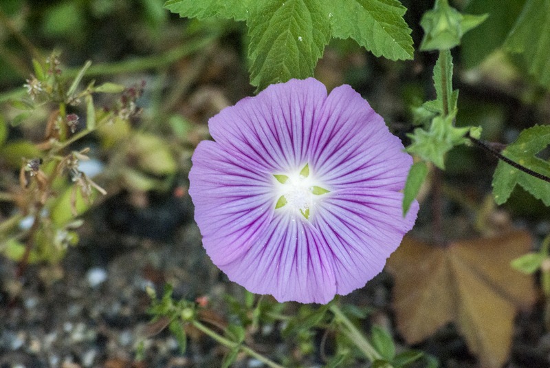 Malva punctata